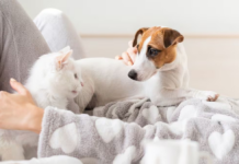 Pet ownership changes in Baja California Sur: a proposed reform will impact all pet owners