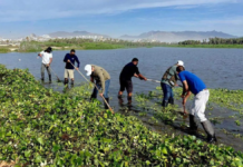 22 tons of garbage removed from the San José del Cabo Estuary