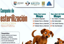 Sterilization campaigns in Los Cabos