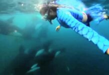 Mexico Shifts Orca Tourism from Unregulated Free-for-Alls to Strict Regional Frameworks