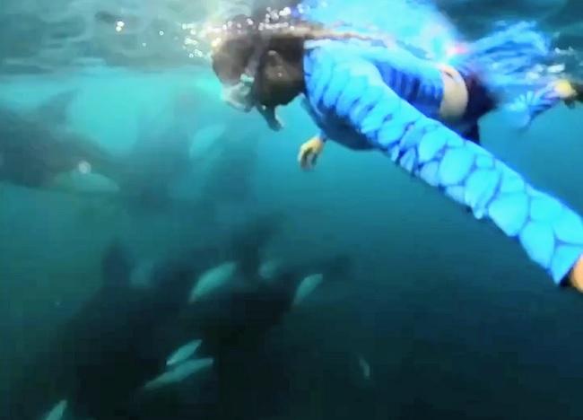 orca