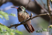 Poliniza already has 240 gardens in Mexico: why does Baja California Sur remain at zero?