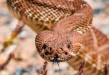 Watch out for them! These are the animals that appear in Baja California Sur after the rains.